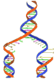 DNA