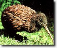 Kiwi